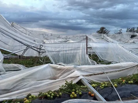 Se concretaron los fondos asignados a horticultores salteños tras el temporal 