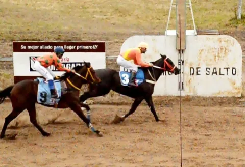 Turf: las inscripciones serán el lunes 26 de octubre  : El Jockey Club Salto prepara una nueva reunión para el domingo 1º de noviembre