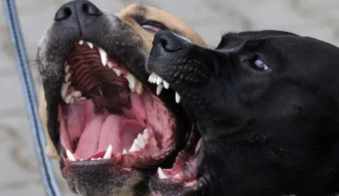 El pitbull en “el ojo de la tormenta”: Eutanasia conductual a perros agresivos: una medida judicial que provoca posiciones dispares: ¿De quién es la culpa?
