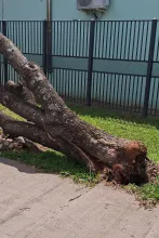 Latidos: Árbol caído, 5K contra la violencia y más...
