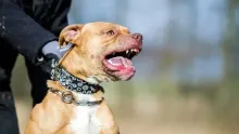 Mujer de 71 años con reportó graves heridas al ser mordida por un pitbull 