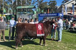 "La Loma" presentó  el Gran Campeón Shorthorn