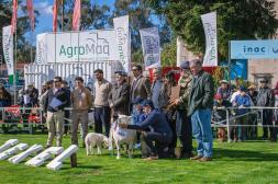 Rural del Prado 2025: Texel mostró calidad y récord de animales en el Prado