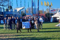 Hoy juran los machos: San Gregorio presentó la Gran Campeona en la pista del angus