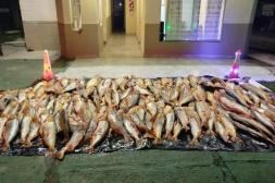 Decomisan 1.000 kg. de dorado transportados de manera ilegal