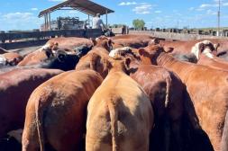 Mercado ágil, firme y con el novillo superando los US$ 5,30