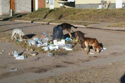 Comisiones vecinales focalizan planteos en el control de roedores y aumento de animales sueltos en la calle 