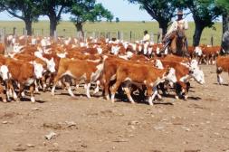 Según ACG: Terneros enteros para la exportación suben 14 centavos a US$ 3,03