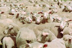 Jornada ovina sobre Merino Dohne en INIA Tacuarembó