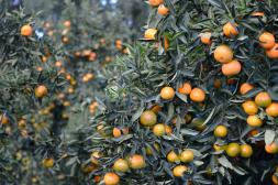 Ingresos  de nuevas variedades  de mandarina