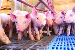 La faena porcina sube 1,3%