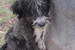 Látidos: Preferenciales, abandonos y más...