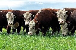 El Trébol remata 40 toros Hereford en Guichón