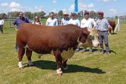 Hereford brilló con animales moderados y funcionales