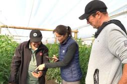 Octubre es momento de ajustar las dosis de riego y fertilización en los cultivos de tomate