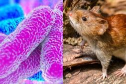 Murió otra persona por leptospirosis y  advierten medidas para evitar contagios