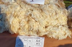 Mejor vellón merino de machos hizó US$ 160 y en las hembras US$ 99