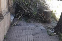 Látidos: Poda molesta, zonas de peligro y más...