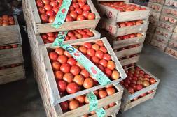 Productores de Tomate obtienen certificación de producción integrada con bioinsumos