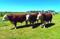 Van 1.391 toros a US$ 4.590