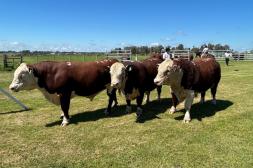 Se llevan vendidos más de 3.000 toros a US$ 4.513