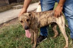 Expertos abordan jornada sobre "Maltrato Animal: Protección y Bienestar Animal" 
