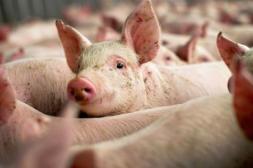 Mercado granjero: suinos y pollos con valores firmes