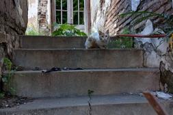 Látidos: Abandono de animales, despedidas molestas y más...