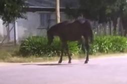Látidos: animal nocturno, no se puede pasar y más...