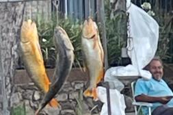 Latidos: Cero control, cuento del abogado y más...