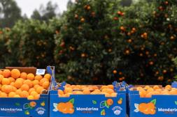 Diputados aprobaron proyecto  de ley de subsidio por desempleo  para los trabajadores citrícolas