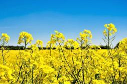 MGAP alerta por riesgo de residuos en colza y refuerza controles en cosecha