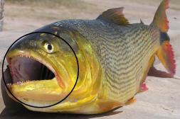 Niño mordido por pez dorado en la  costa de río Uruguay activa consejos