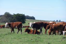 Servicios Ganaderos abre nueva acreditación para veterinarios en planes contra la garrapata