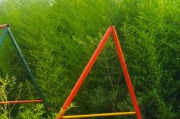 Látidos: Inadmisible, paradas y más...