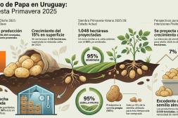 La papa cierra una primavera con fuertes  niveles de producción y altos stocks