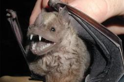 Preocupación de residentes en edificios por contacto permanente con murciélagos