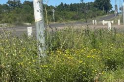 Latidos: Necesaria intervención y más...