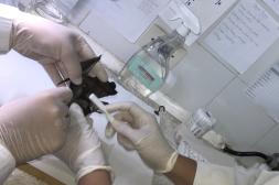 El Policlínico Veterinario de  la sede Salto-Udelar informa  ante posibles casos de rabia 