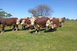 En Salto se vendieron 445 toros a un promedio de US$ 4.407