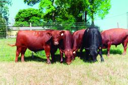 El 59% de los toros se comercializó por debajo  del promedio de US$ 4.180 en esta zafra