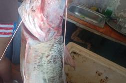 Látidos: Venta en redes, chatarra en el puerto y más...