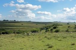 Tierras: menos operaciones, pero precios más firmes en el Litoral Norte