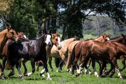 Se invirtió casi 2,5 millones de dólares en ventas de criollos