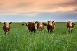 Mercado de haciendas firme, con leve mejora en los ganados de punta