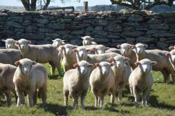 Gira Ile de France en Tacuarembó