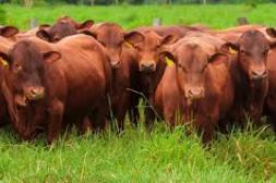 Ajustes en el mercado del gordo por fin de cuota 481