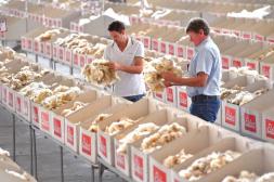 El mercado lanero australiano cayó levemente ante una mayor oferta