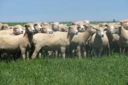 Industrias extienden más las entradas y proponen bajas en los precios del ovino