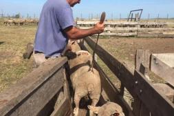 Digegra abrió registro para habilitación de plantas de faena artesanal predial